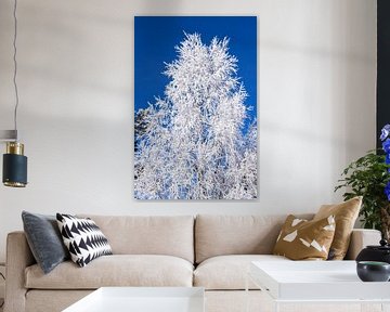 Winter witte boom tegen een blauwe lucht