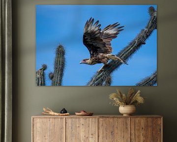 Caracara huppé sur un cactus sur Pieter JF Smit