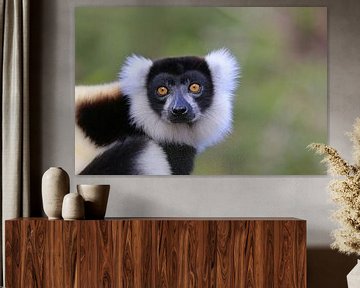 Collared lemur by Antwan Janssen