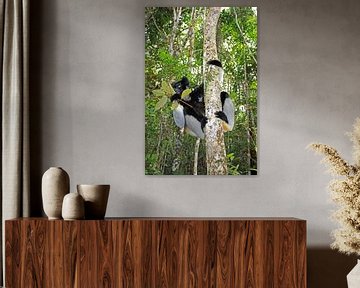Indri in het woud van Antwan Janssen