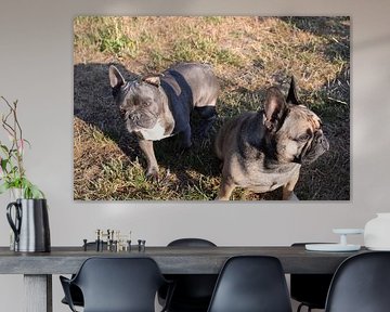 French Bulldogs