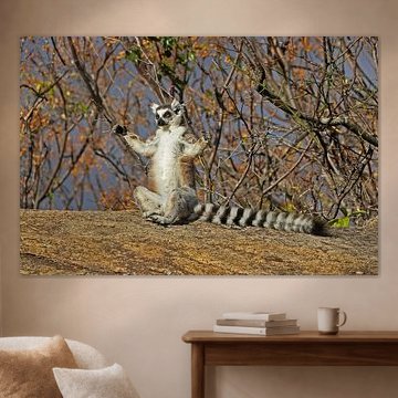 Ring-tailed Lemur