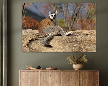 Ring-tailed Lemur by Antwan Janssen