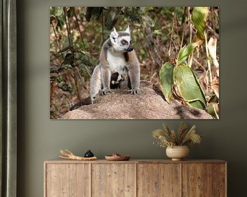 Ring-tailed lemur with young by Antwan Janssen