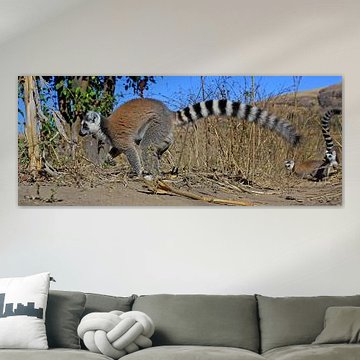 Lémurien à queue en anneau