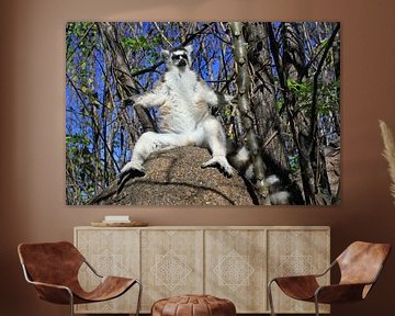 Ring-tailed lemur in the forest by Antwan Janssen
