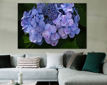 A hydrangea in bloom in the park by Claude Laprise