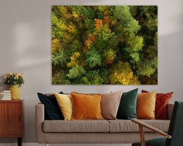 Autumn forest with colorful leaves seen from above