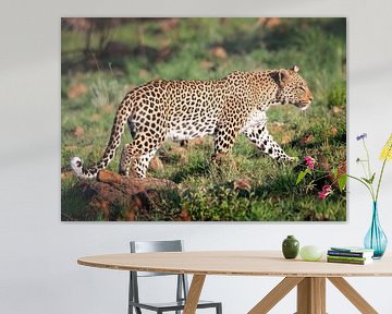 Luipaard lopend door het landschap van Christa Krus