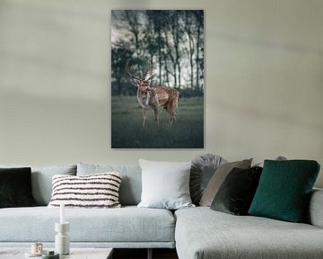 A beautiful fallow deer by Hilco Hoogendam