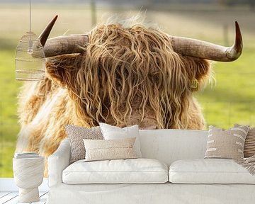 Portrait of Scottish highlander bull