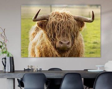 Portrait of Scottish highlander bull by KB Design & Photography (Karen Brouwer)