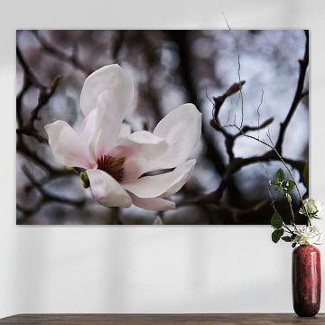 Magnolia in bloei