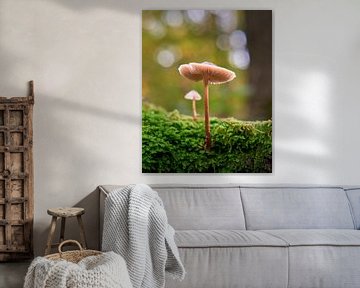 Mushrooms on the Vught Heath by Geert van Atteveld