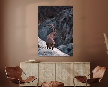 Steenbok in een berglandschap van Sidney van den Boogaard