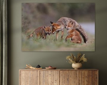 Renard de famille sur Pim Leijen