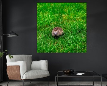 Hedgehog in the garden by René Holtslag