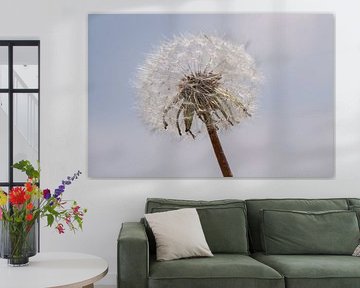 Paardenbloem