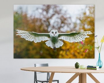 Schleiereule (Tyto alba) im Flug