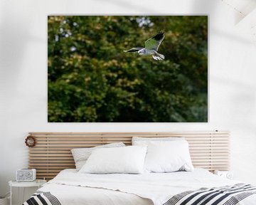 Praying Grey Kite - Elanus caeruleus