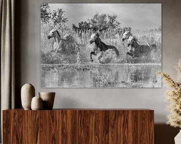 Horses run through water by Marketa Zvelebil