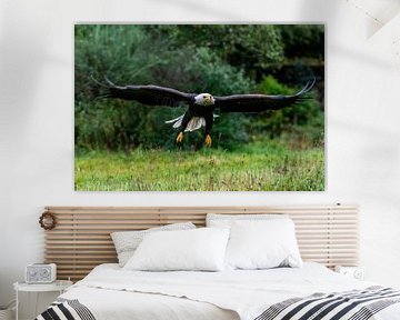 The American Bald Eagle - Haliaeetus leucocephalus