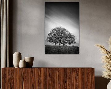Drie bomen in zwart-wit von John Verbruggen