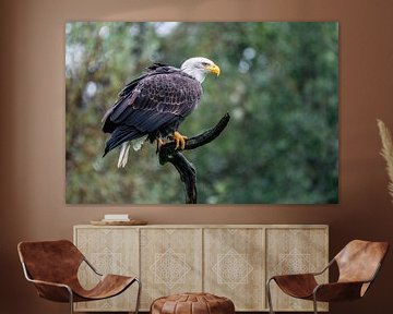 The American Bald Eagle - Haliaeetus leucocephalus by Rob Smit