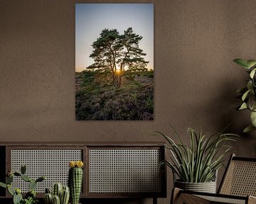 Coucher de soleil sur les landes de Drenthe sur Henk Osinga