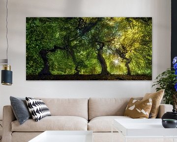 Forest with old trees under a glowing canopy of leaves