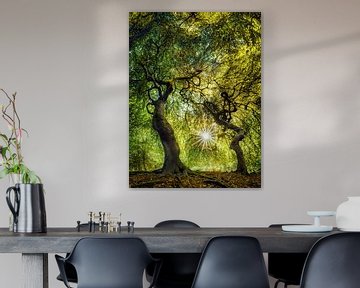 Bos met oude bomen onder een gloeiend bladerdak van Voss fotografie