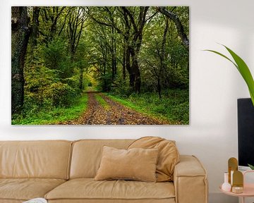 Sentier forestier en automne