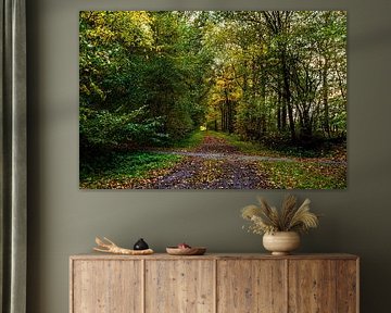 Forest Trail in Autumn