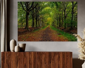 Sentier forestier en automne