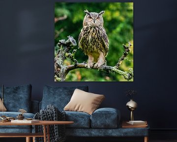 Le hibou grand-duc - Bubo bubo