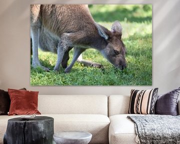 Western grey kangaroo (Macropus fuliginosus) by Rini Kools