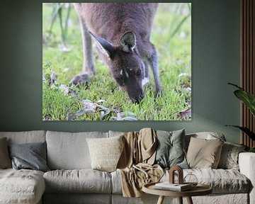 Westliches Graues Riesenkänguru (Macropus fuliginosus) von Rini Kools