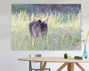 Kangourou géant gris de l'Ouest (Macropus fuliginosus) sur Rini Kools