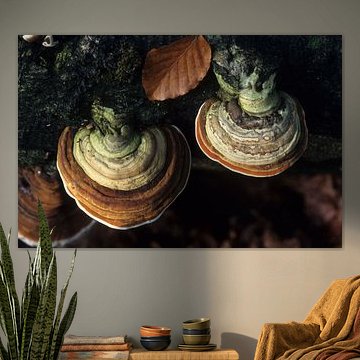 Fungi by Paul van Gaalen, natuurfotograaf