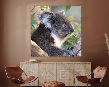 Gros plan d'un koala ou d'un ours koala sur Rini Kools