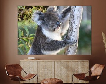 Nahaufnahme eines Koalas oder Koala-Bären von Rini Kools