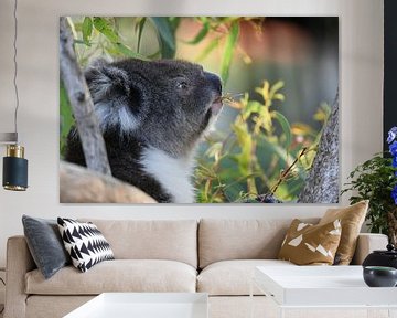 Close-up of koala or koala bear by Rini Kools