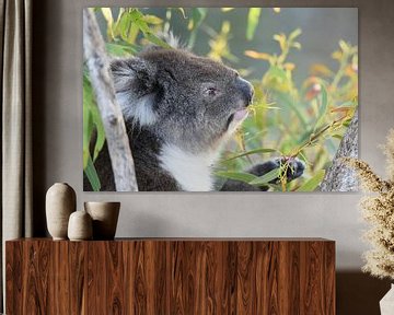 Gros plan d'un koala ou d'un ours koala sur Rini Kools