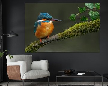 kingfisher by Paul van Gaalen, natuurfotograaf