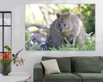 Das Quokka (Setonix brachyurus) ist ein Wallaby, eine kleine Känguruart, aus dem südwestlichen Australien. von Rini Kools