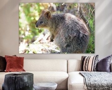 Das Quokka (Setonix brachyurus) ist ein Wallaby, eine kleine Känguruart, aus dem südwestlichen Australien. von Rini Kools