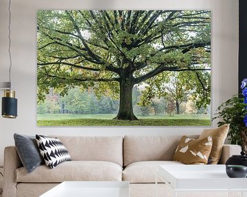 Tree in autumn in a park in Den Bosch by Photolovers reisfotografie