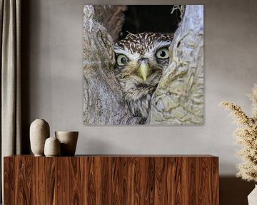 Little owl peers from a tree by paula ketz