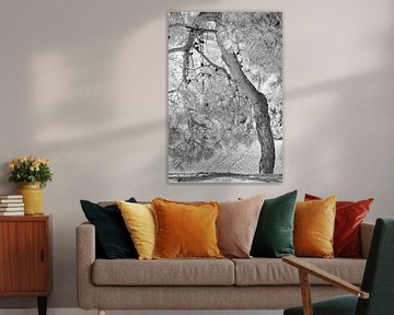 Tranquillity in capriciousness