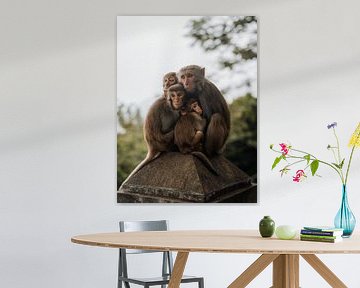Close family of monkeys at temple in Vietnam by Ian Schepers